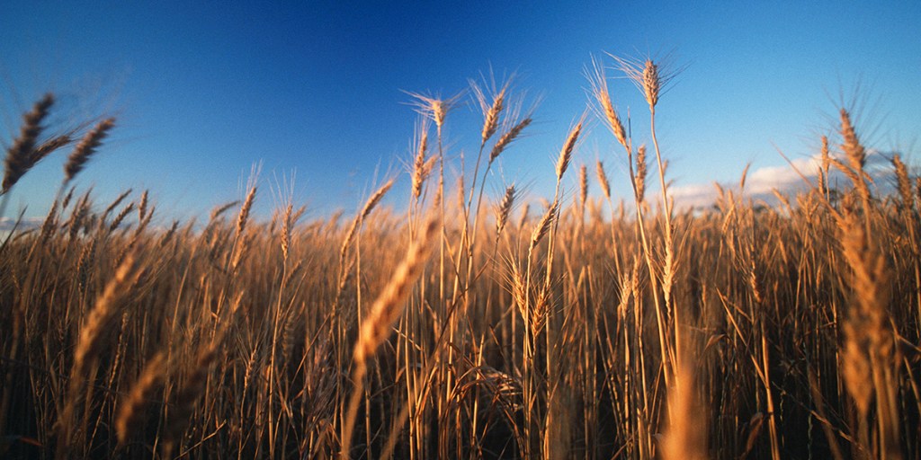 Thumbnail for Grain demand set to outstrip supply