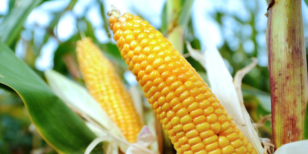 Corn in  French field - GM free