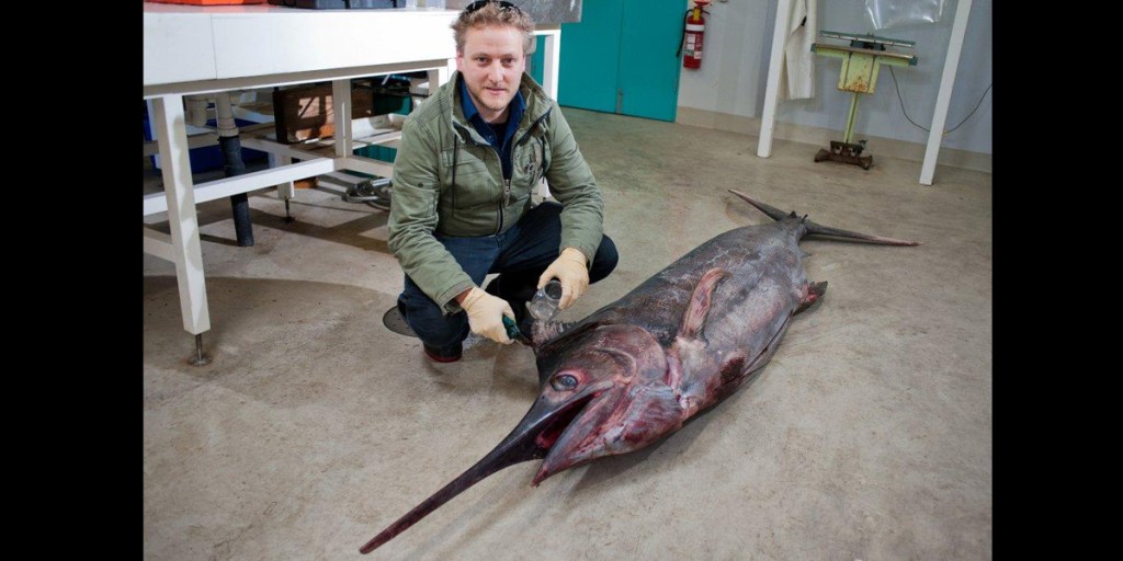 Thumbnail for Rare Blue Marlin found in SA