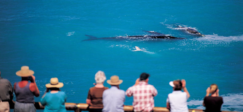 Thumbnail for Southern Right Whales holiday in South Australia