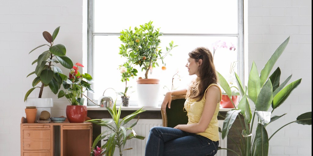 Indoor plants are more than decoration.