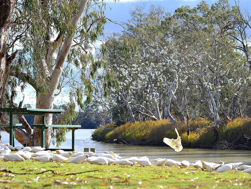 Corellas by the Murray’, Loxton, by Sharon Casey