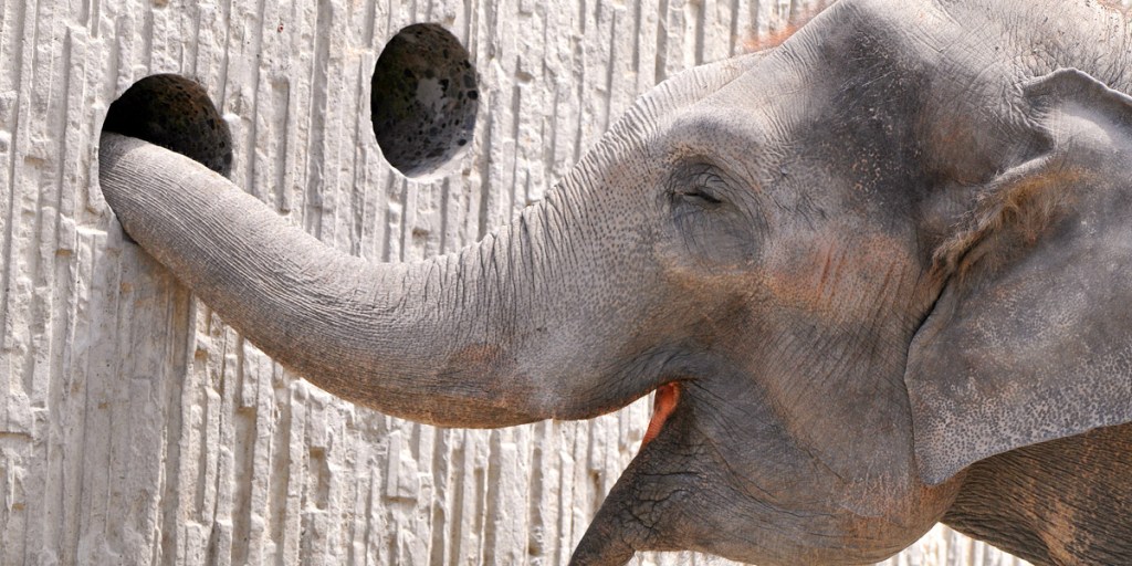 Blame alcohol on the elephants, says Philip White.
