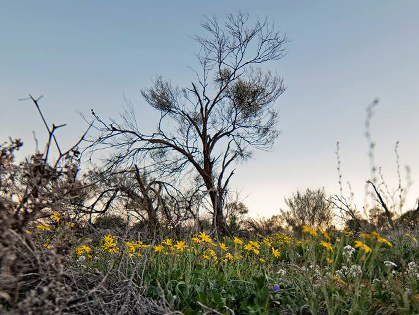 Thumbnail for Photos of the week – Flowers in the wild