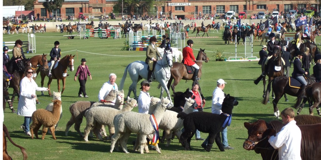 Thumbnail for Royal Adelaide Show results: Cats