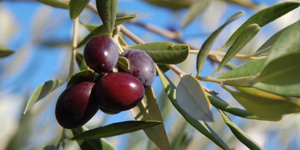 Thumbnail for Why a Mediterranean diet is good for you