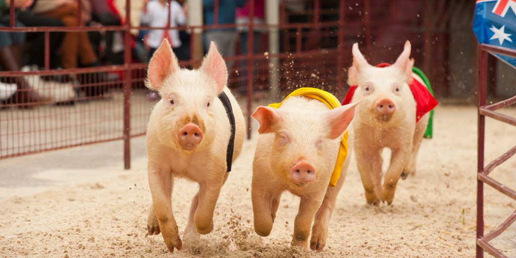 Thumbnail for Royal Adelaide Show results: Pigs