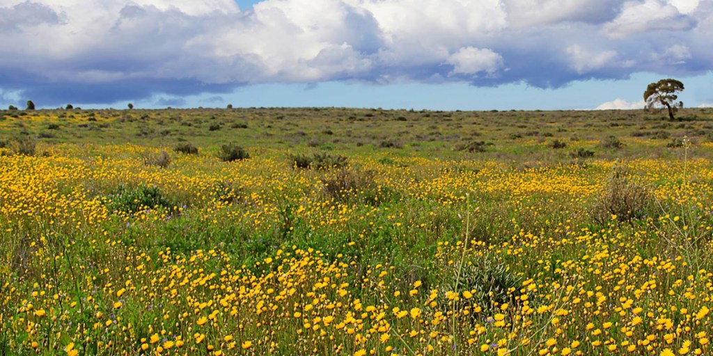 Spring flowers in the Australian Arid Lands Botanic Gardens by Georgie Sharp.
