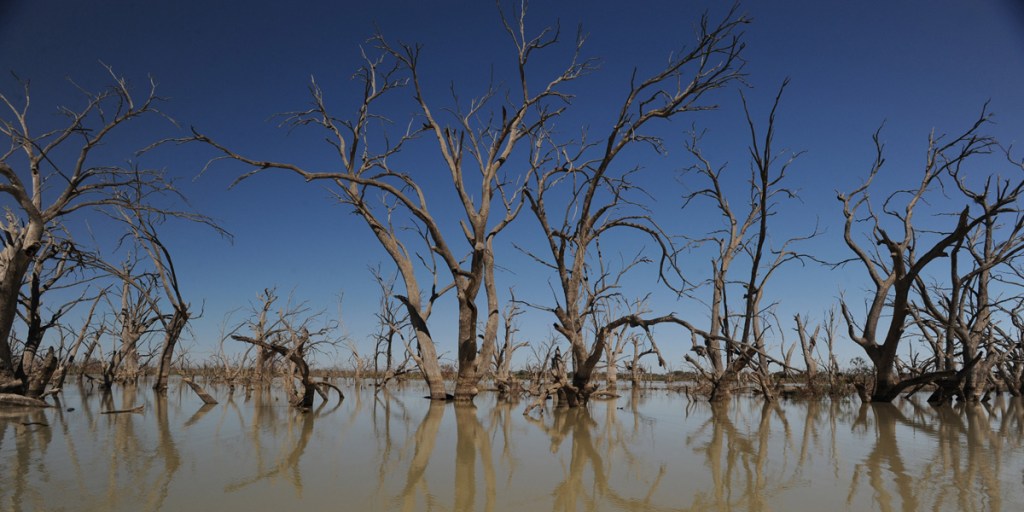 Dead trees in Menindee Lakes, western NSW.