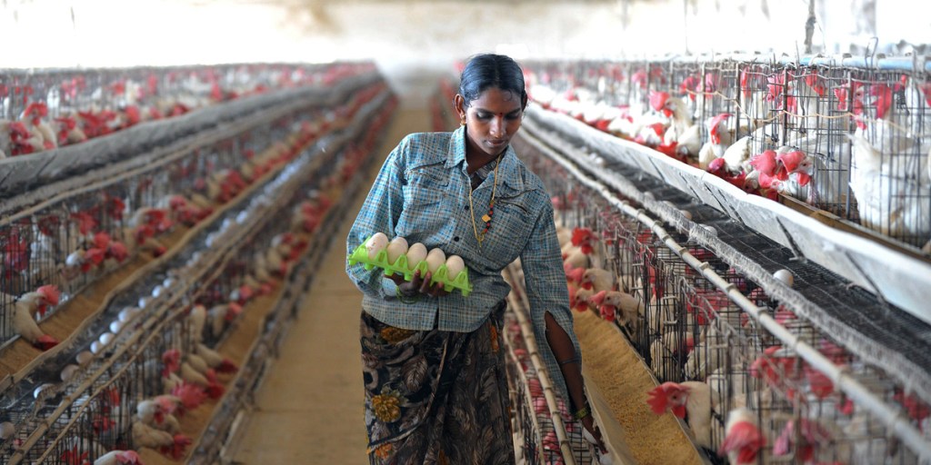 A worker at an Indian poultry farm on the outskirts of Hyderabad.