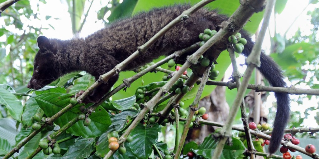 A wild civet looks for arabika coffee beans. Photo: AAP