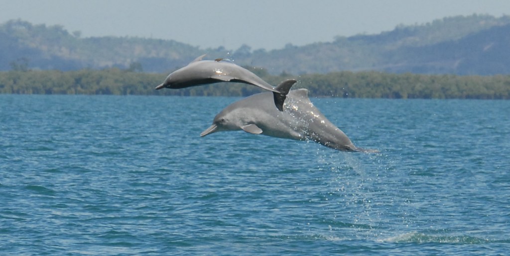 Thumbnail for Flinders scientist helps find new dolphin species
