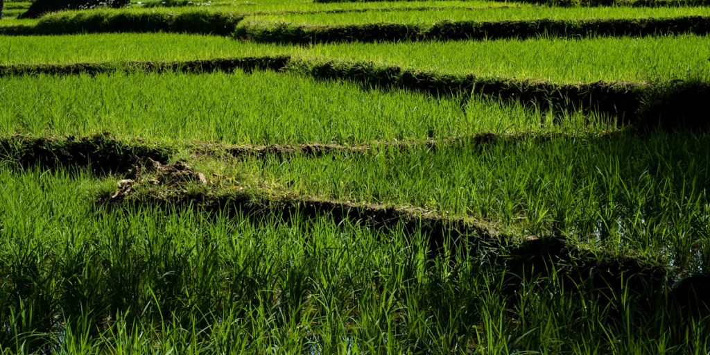 Food miles are only part of the carbon footprint picture. Photo: AAP