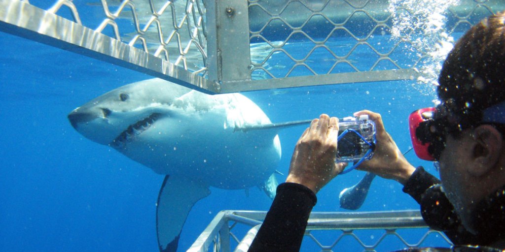 Thumbnail for You’ve got to dive with the sharks