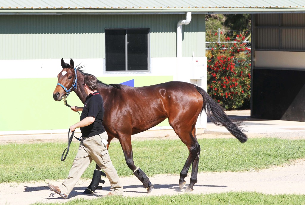 Voleuse De Coers at Werribee