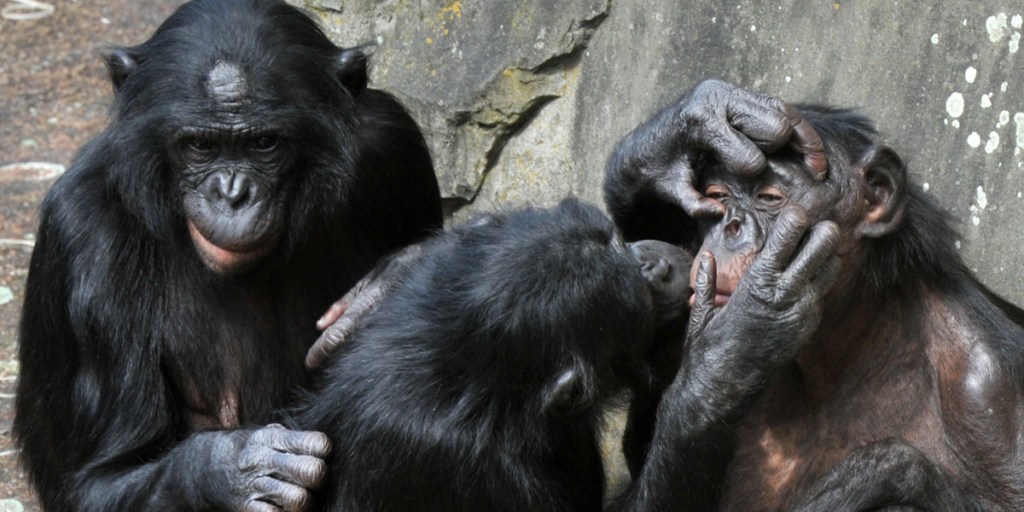 Festival of Ideas: Sex, Bonding & Dominance in Bonobos will be the subject of a talk by anthropologist Amy Parish tonight at the Freemasons Hall. Photo: AFP
