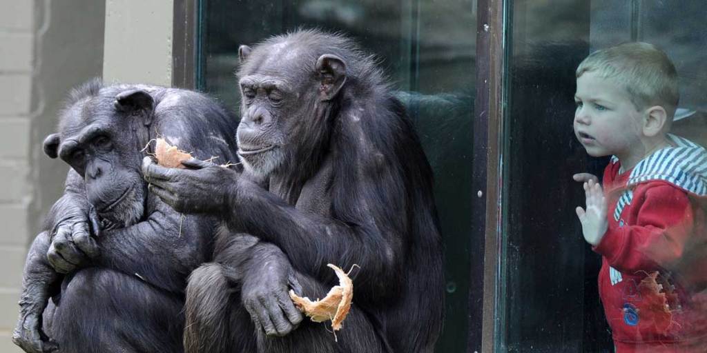 Chimpanzees have better short-term memory than humans.