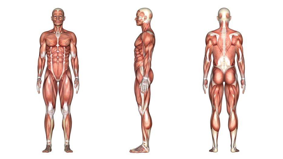 Human body from Shutterstock