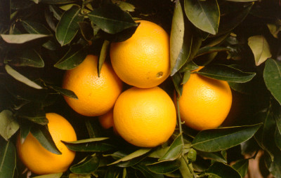 Another good season for citrus growers