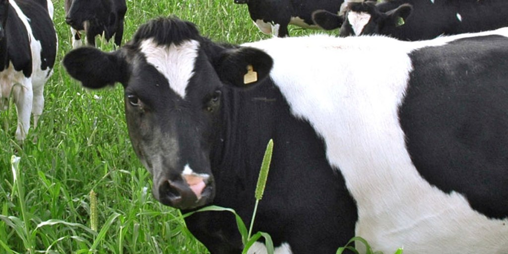 Thumbnail for Hockey approves Saputo bid for dairy firm