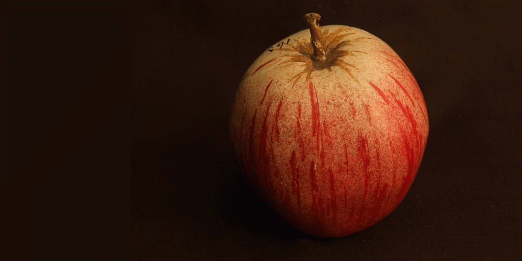 Thumbnail for Haunting images of long lost fruit