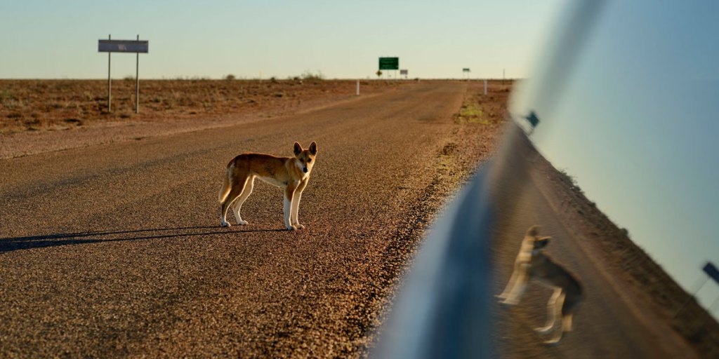 Thumbnail for Strategy outlines ‘once in a generation’ chance to eliminate SA wild dog threat