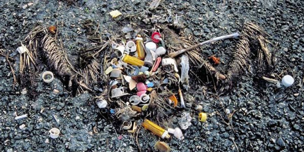The remains of a Pacific sea bird showing the plastic debris that it had eaten.