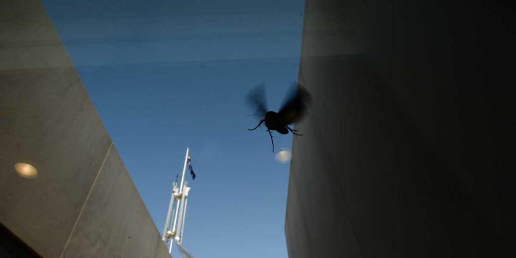 It's the time of year when Bogong moths invade Parliament House in Canberra on their annual migration from Queensland to the Snowy Mountains.