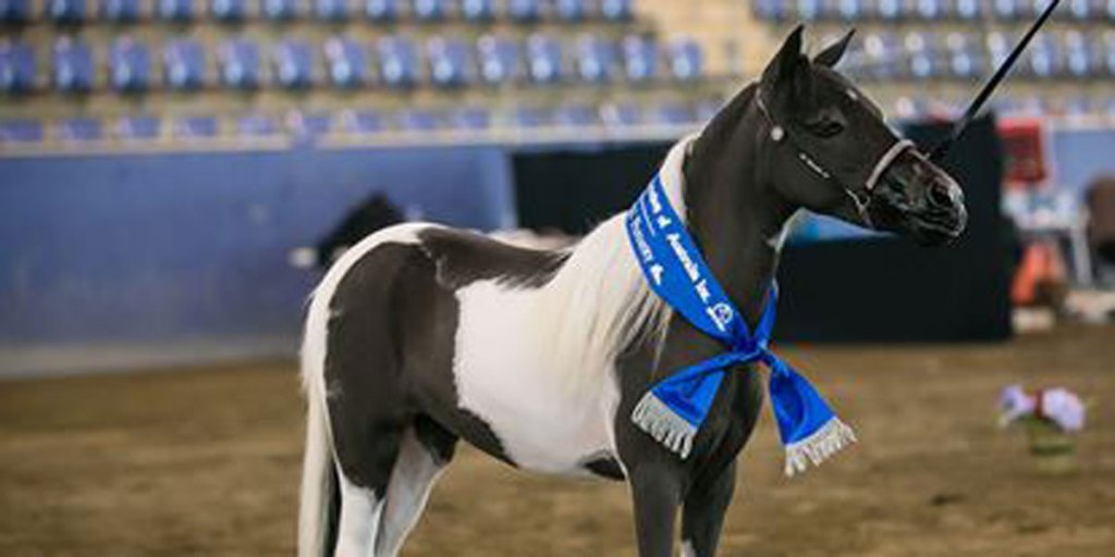 Thumbnail for Dead horses like a ‘family dog’: police