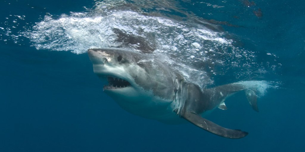 A Great White Shark near the Neptune Islands, in the entrance to Spencer Gulf. 