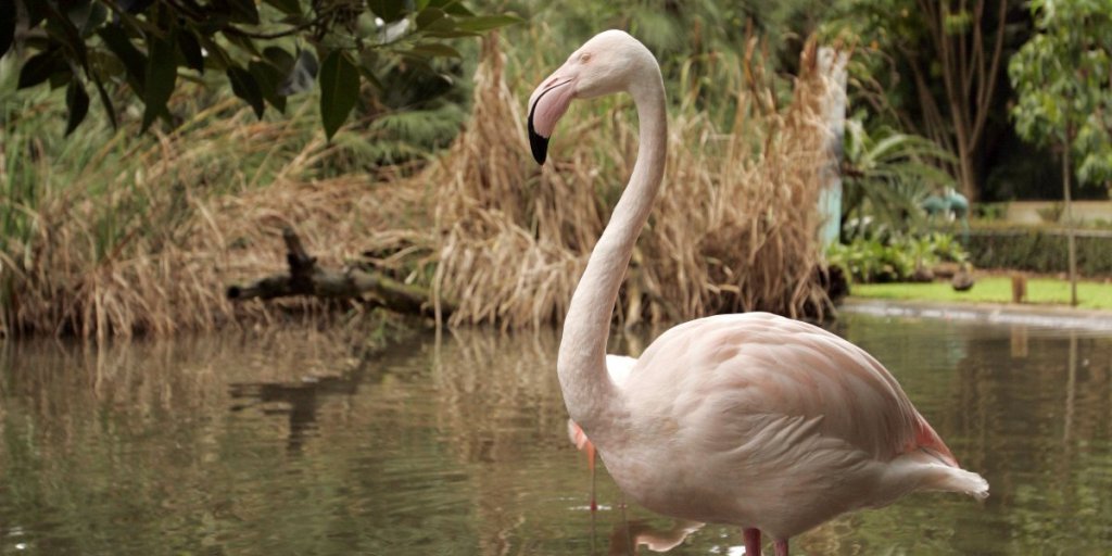Thumbnail for World’s oldest flamingo dies at Adelaide Zoo