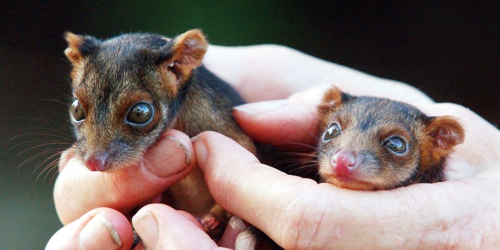 Ringtail possums: the species once lived on Eyre and Yorke peninsulas but became locally extinct quickly after European settlement.
