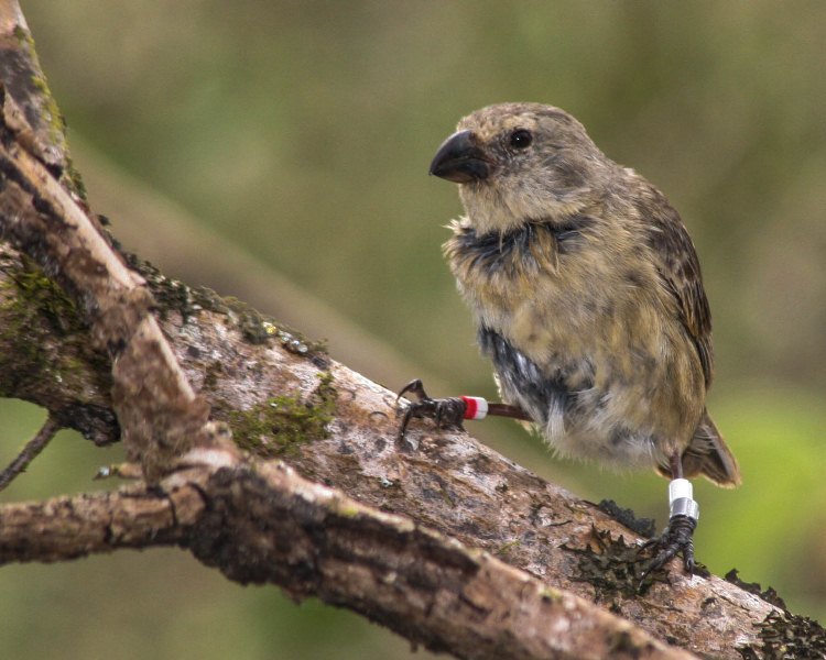 A Medium Tree Finch on the Galapagos island of Floreana