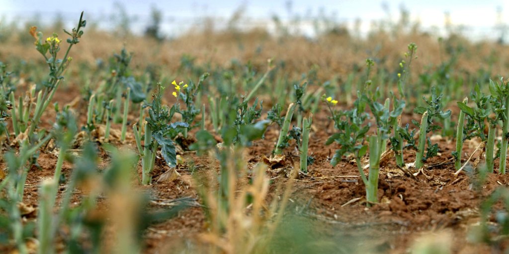 Genetically modified canola growing in Victoria.
