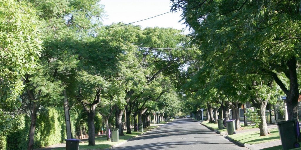 One of Adelaide's many tree-lined streets, this one in Toorak Gardens. Photo: InDaily