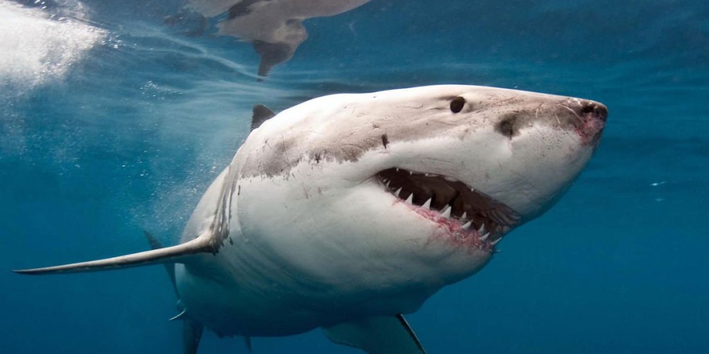 A great white shark off the coast of Western Australia.