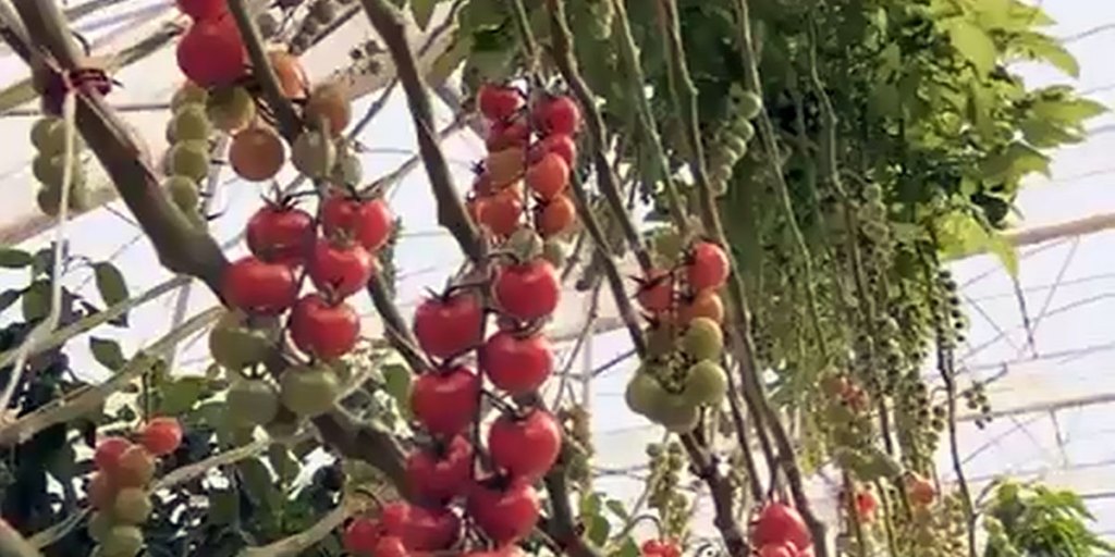 Thumbnail for Tomatoes watered by the sea: a new way to farm