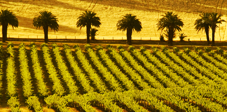 Thumbnail for China is the key to growth for South Australian wine