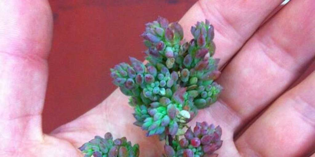 Thumbnail for Understanding Australia’s ‘raw materials’