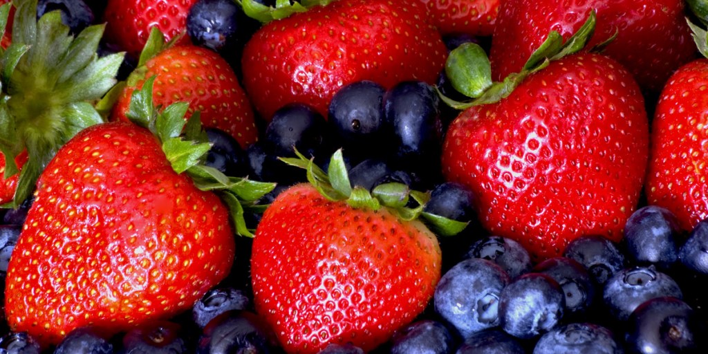 Large proportions of berry harvests are frozen to allow maximum use of the crop. 