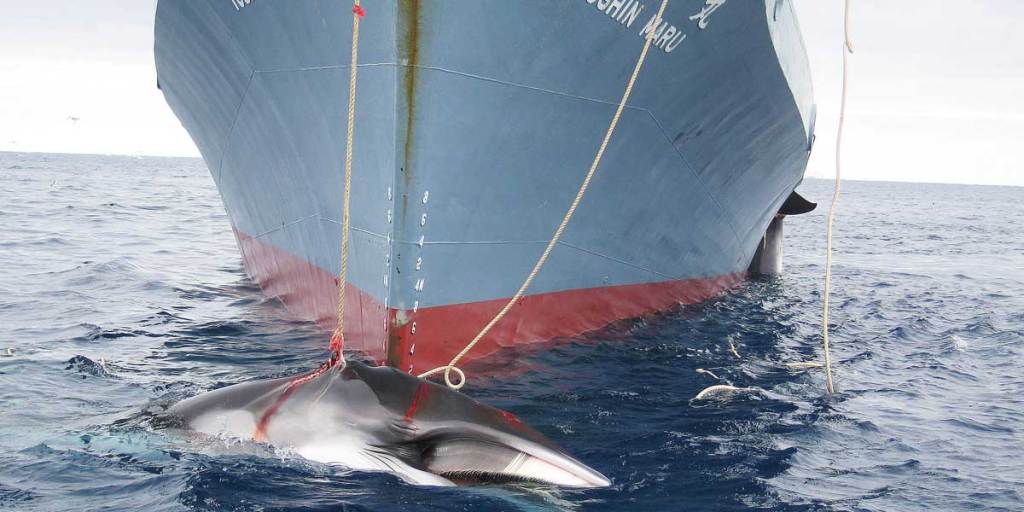 A whale (front) and another (partly seen at right) are dragged on board a Japanese ship after being harpooned in Antarctic waters.