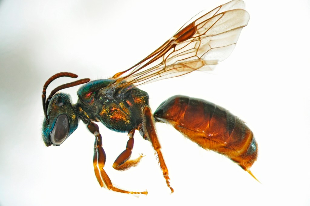 Thumbnail for Bees tell a tale of climate change