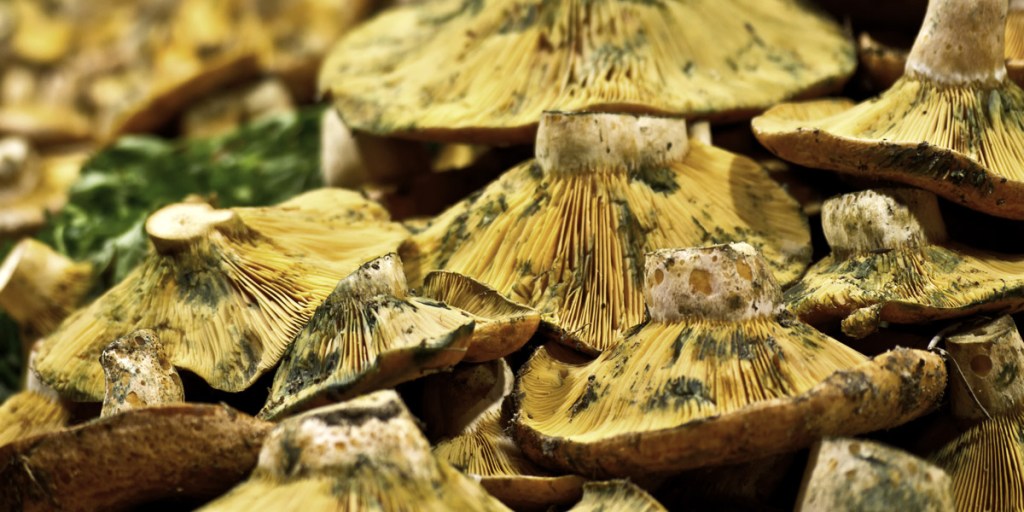 Thumbnail for Weather boosts mushroom harvest