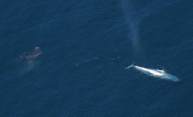 Thumbnail for Whale poo ‘could boost fisheries’