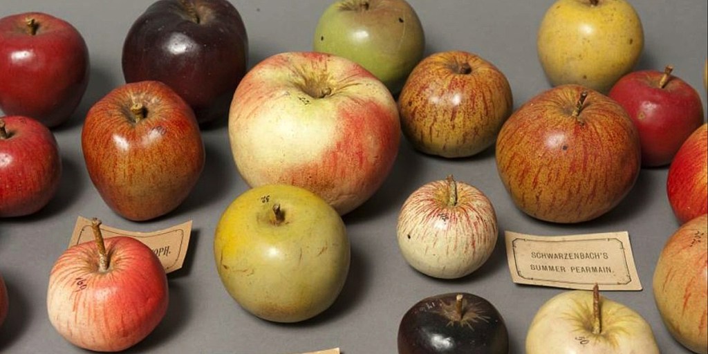 Model apples on display at the Museum of Economic Botany.