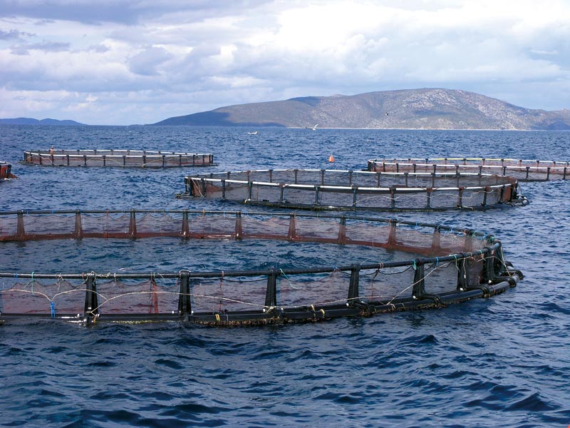 Thumbnail for Global fish industry comes to Adelaide