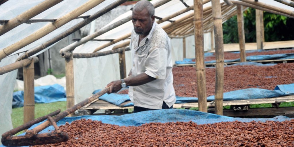 A cocoa grower on the Island of Makekula in Vanuatu drying cocoa beans. 