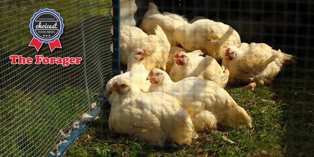 Thumbnail for The Forager: Happy chooks; SA’s best?