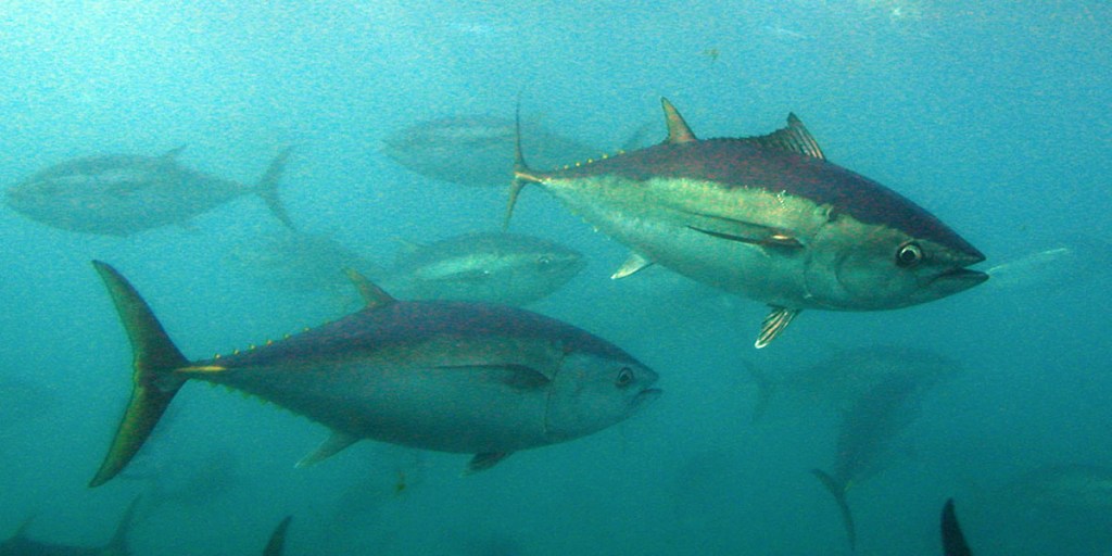 Thumbnail for Aquaculture ‘worth $243m to SA’