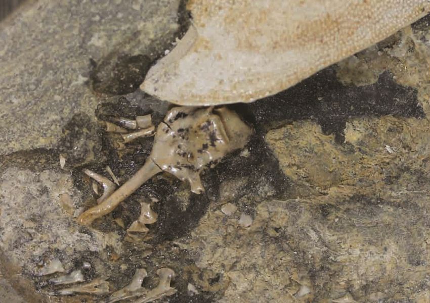 Thumbnail for Origins of vertebrate sexual organs